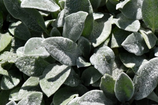 Stachys byzantina 'Silver Carpet'_Lamb's Ears_DBG_LAH_2866