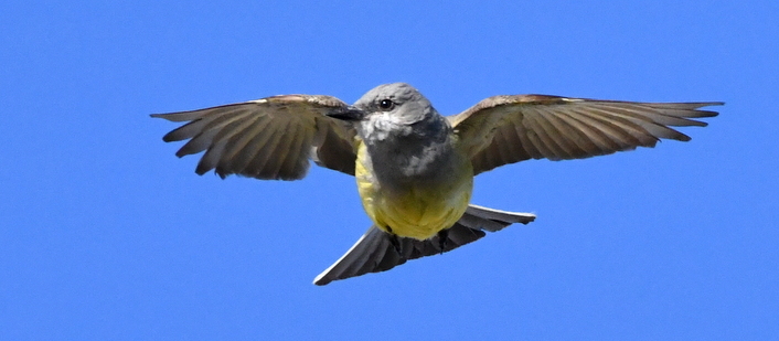 Western Kingbird_SE-EPC-CO_LAH_5308-001