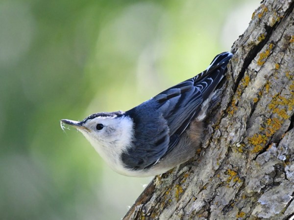 White-breasted Nuthatch_NCheyenneCyn-COS-CO_LAH_3625