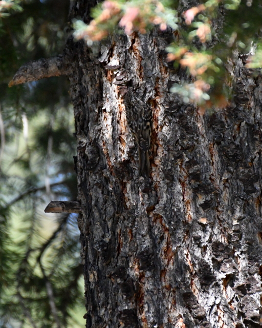 Brown Creeper_MuellerSP-CO_LAH_9063