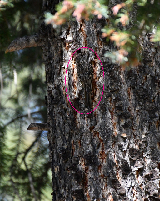 Brown Creeper_MuellerSP-CO_LAH_9063C