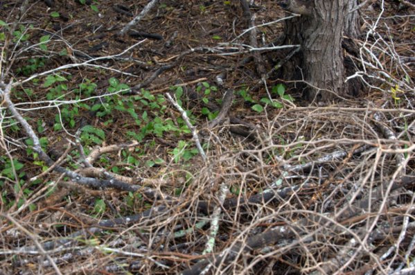 Common Pauraque_EsteroLlanoGrandeSP-TX_PLH_4639