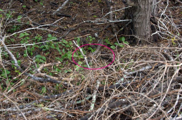 Common Pauraque_EsteroLlanoGrandeSP-TX_PLH_4639C