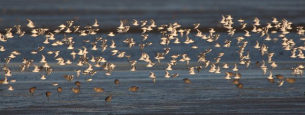 Least Sandpipers_Morro Bay-CA_LAH_7291