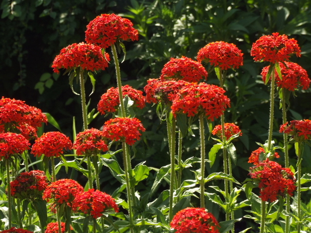 Perennials for High(er) pH  Mountain Plover