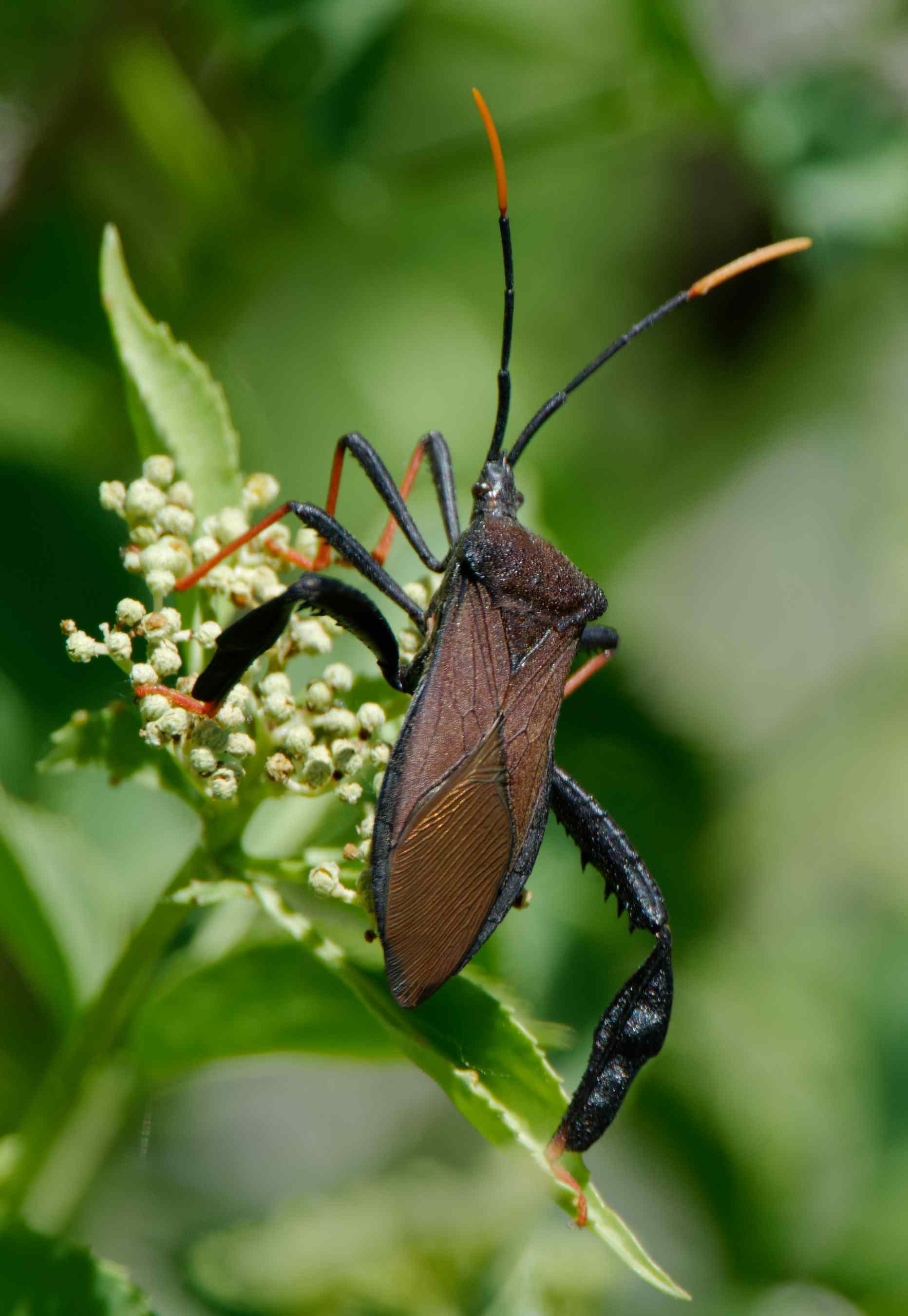 Leaf-footed Bug – Mountain Plover