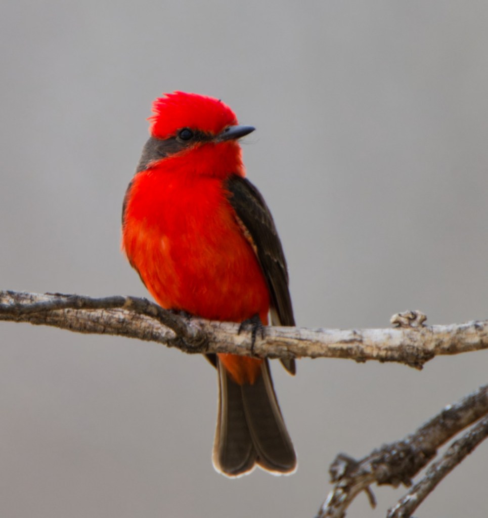 Vermilion Flycatcher